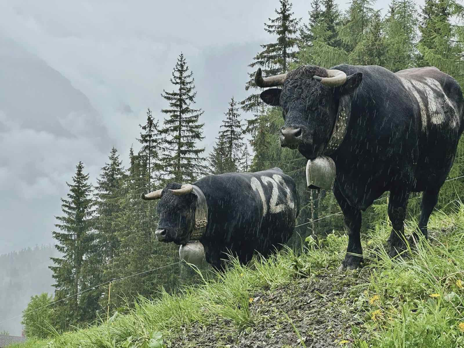 Vaches d'Hérens à l'alpage